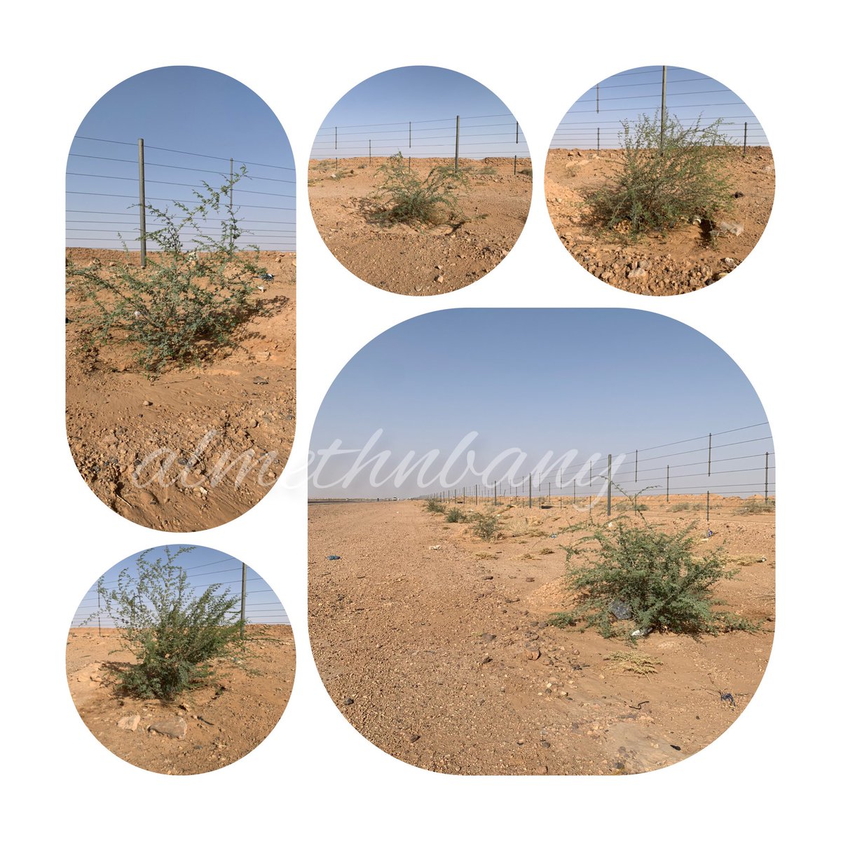 اليوم في طريق سفري من قصر ابن عقيِّل إلى الرياض وفي الطريق بين مركز القرين ومحافظة رياض الخبراء لفت نظري نجاح لبعض #الأشجار التي تم غرسها في مشروع تشجير طريق القصيم المدينة المنورة .
هناك فاقد لكن يوجد نجاح ملحوظ خصوصا شجر الغاف .
فهل يتم تعويض الفاقد السابق ؟
#السعودية_الخضراء