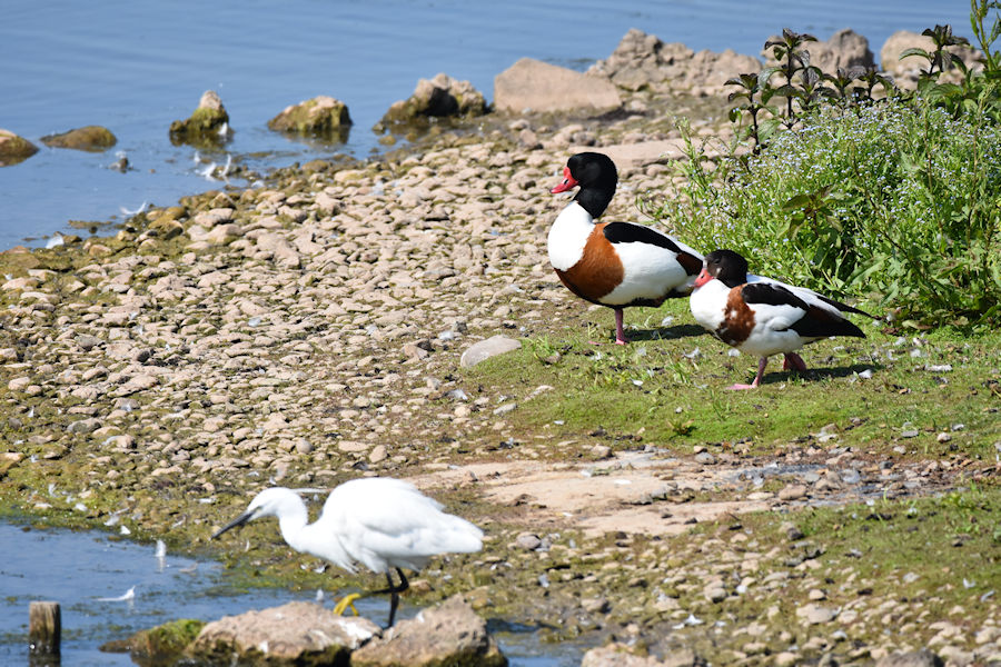 DBraidenPhoto's tweet photo. A few from my walkabout yesterday at #uptonwarren.
#Avocet #ShellDuck #Lapwing #Oystercatcher

#TwitterNatureCommunity
#birdphotography
#birds https://t.co/Pjft6UQnIZ