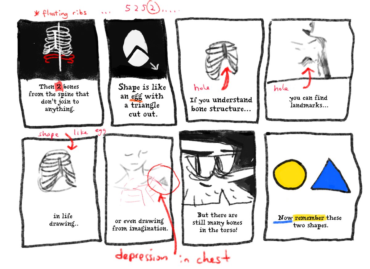 littlepinkpeble's tweet image. the ribcage #ribcage #howtoart
