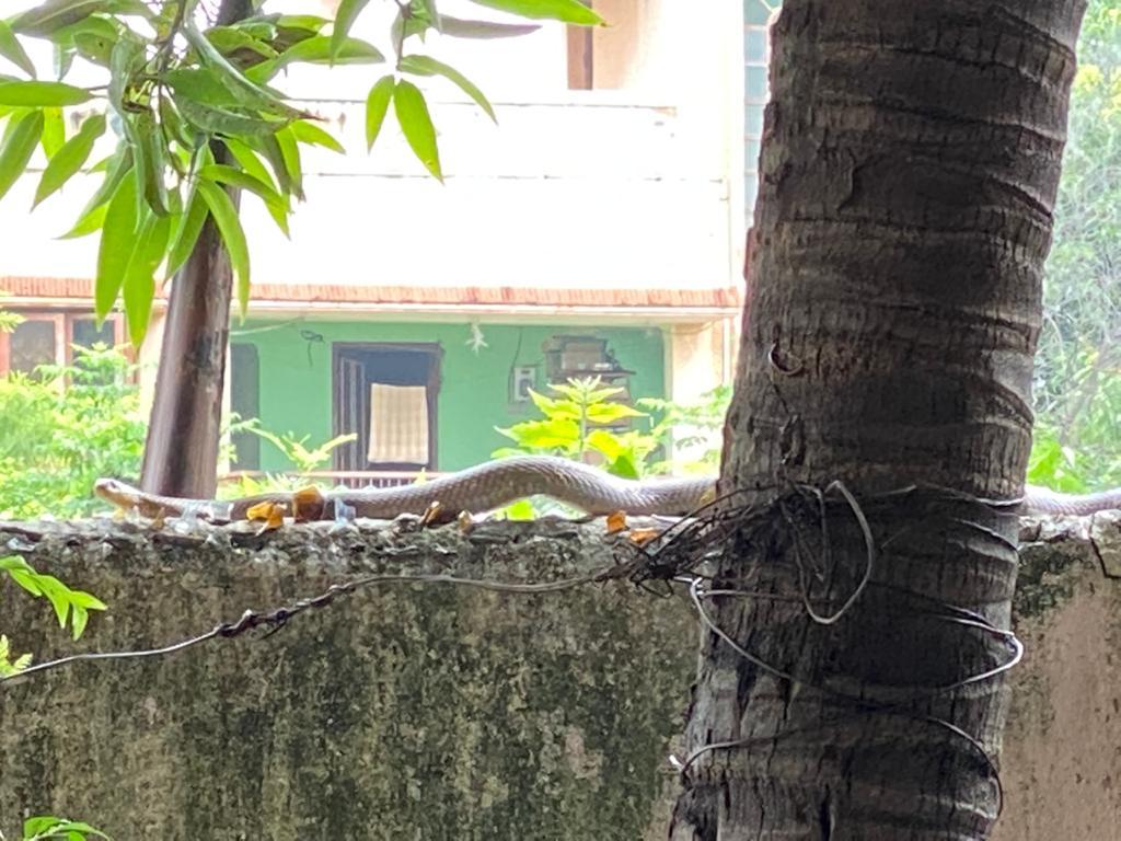 jpgandhi's tweet photo. In spite of several requests &amp; complaints made to concern authorities no action has been taken as my area around my residence in Swarnapuri Salem (prime area) which has become like forest area with full of Snakes. We live in fear everyday with snakes around @CMOTamilnadu 
SAVE US https://t.co/vphb49MnN3