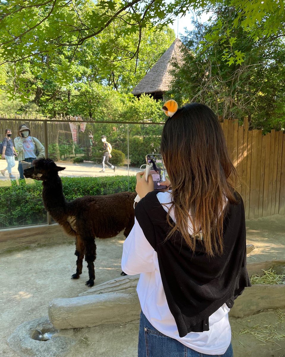 _jimmni_'s tweet photo. 여러분은 동물원에서 좋아하는 동물은 뭐에요?? 저는 사막여우랑..랫서판다 엄청 좋아해요…🫶🦊🐼랫서판다 꼭 보고야 말테야…🥹🫶😭💓여러분 굿나잇🌷🌸 https://t.co/xu9bwxemi9