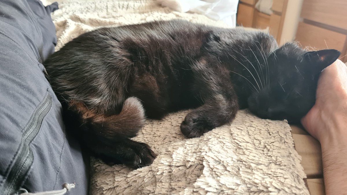 LDefibrillators's tweet photo. can't, i'm being a cat headrest https://t.co/EtouXraUHi