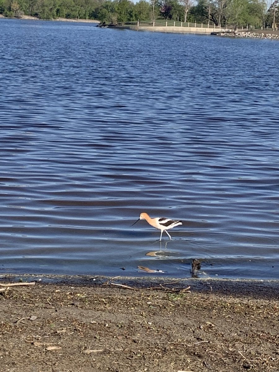 Avocet. Formerly known as Jared’s avocet. Species name “Langocet”. ⁦<a href="/SLangeneggerCBC/">Stefani Langenegger</a>⁩  #beakoff ⁦@Jaredthebirdguy⁩
