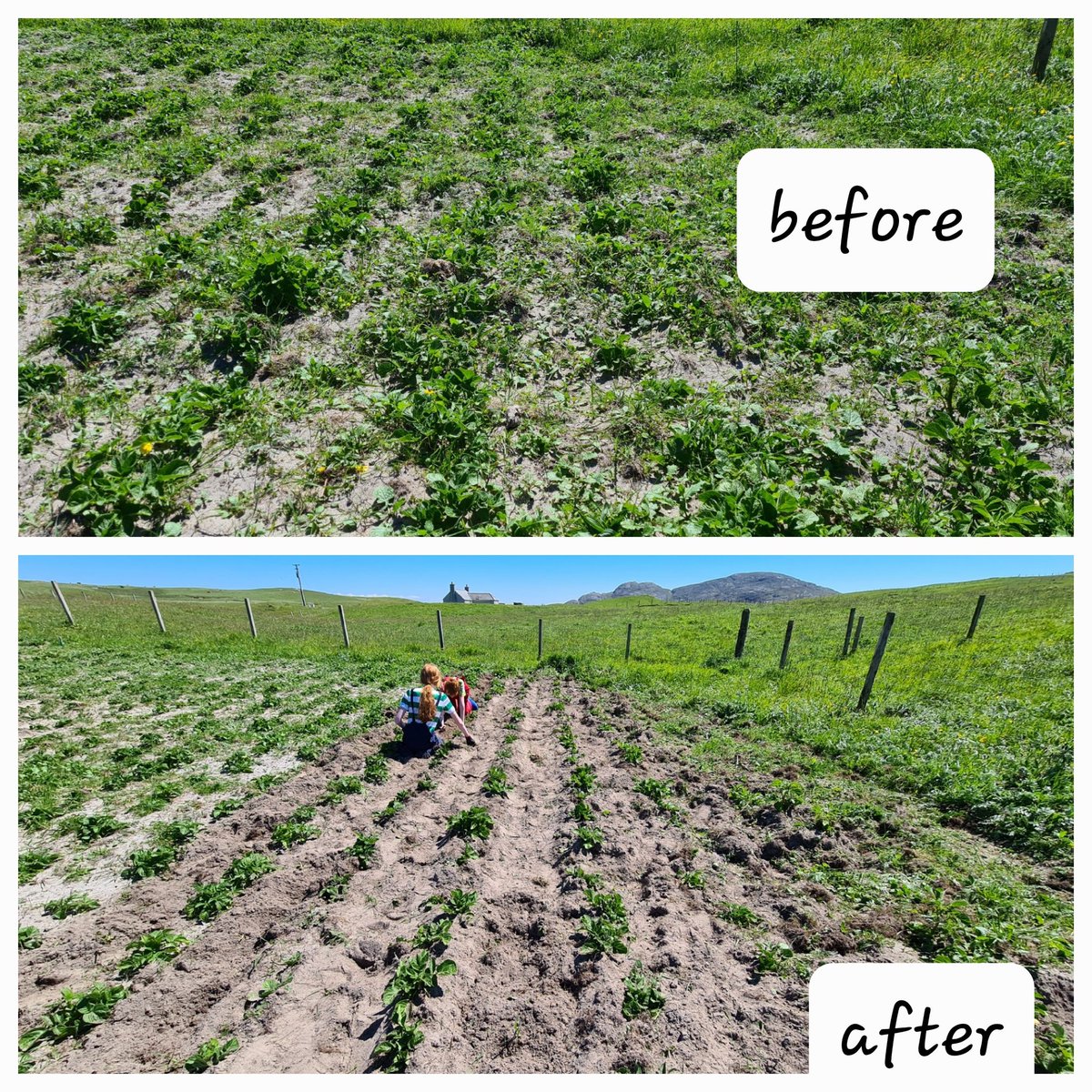 Flloraidh09's tweet photo. Is e obair latha tòiseachadh as they say. Sometimes the hardest part is starting something. I always put things off and then wonder why I am always behind. Potatoes are looking better already thanks to this extra day off. #Samhradh #weeding  #Buntata #Potatoes #Vatersay https://t.co/haE9RhbvWJ