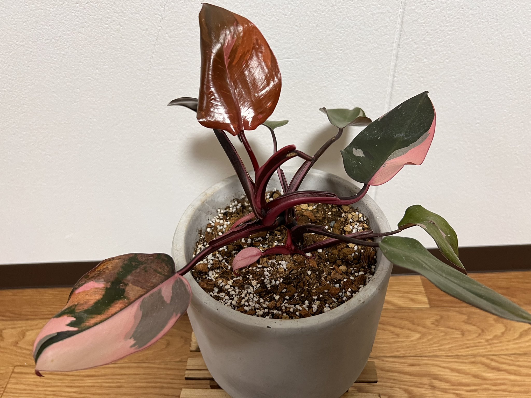 Nico Plants Botanical Happy ピンクの入りは気まぐれだと思ってますよ うちのもピンク少ない葉が多いですし 笑 新芽に期待しましょう 支柱立ててるやつも 下の葉はピンクあったけど 途中からほぼなくてまたピンク入り出してるぽいので Twitter