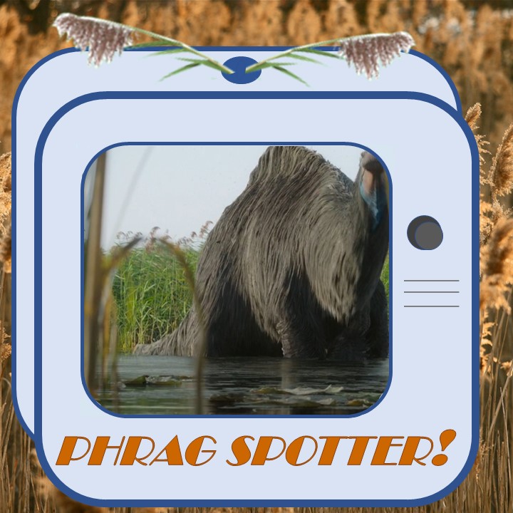 GLPhrag's tweet photo. Happy Phriday! Our Phrag Spotter has spotted some prehistoric #Phragmites 🦕🌾 in our Phrag Phriday newsletter!
#GLPhrag #PhragPhriday
Phrag Phriday News Roundup - https://t.co/UVPS2s9WS2 https://t.co/7dWmBBjmHL
