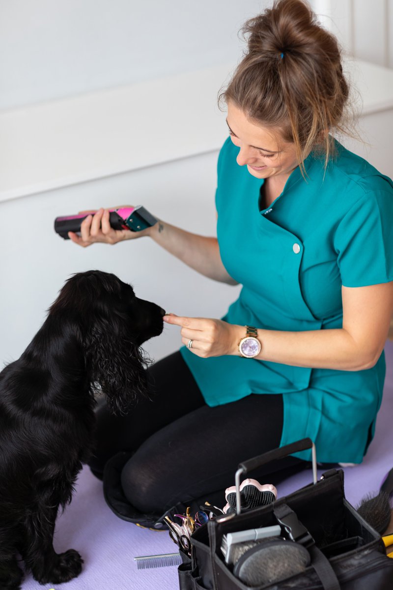 I teach students worldwide how to groom holistically through my online academy. My approach goes against the status quo, helping to make my industry a safer place for our beloved pets. <a href="/TheoPaphitis/">Theo Paphitis</a>, your support through #SBS would mean the world to me! stephaniezikmann.com