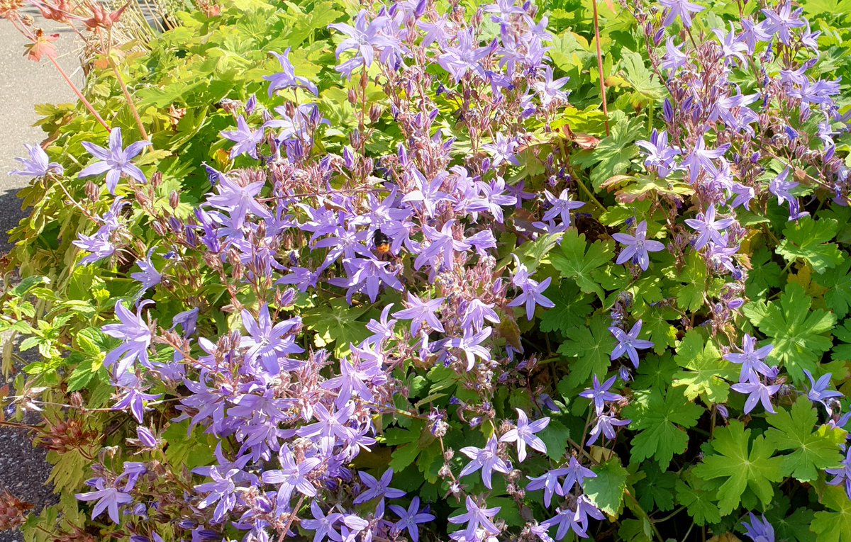 KesterenMarieke's tweet photo. Bij #schooltuin de Zilverdistel met de ISK klas @Leimundo_nl. Les tuinbonen, bloemen en wilde #bijen. Een jongetje vertelde met stralende ogen en zijn nieuwe woordenschat over hun tuin met groente in Syrië. #natuurherinnering https://t.co/LOuQ3FLmyc