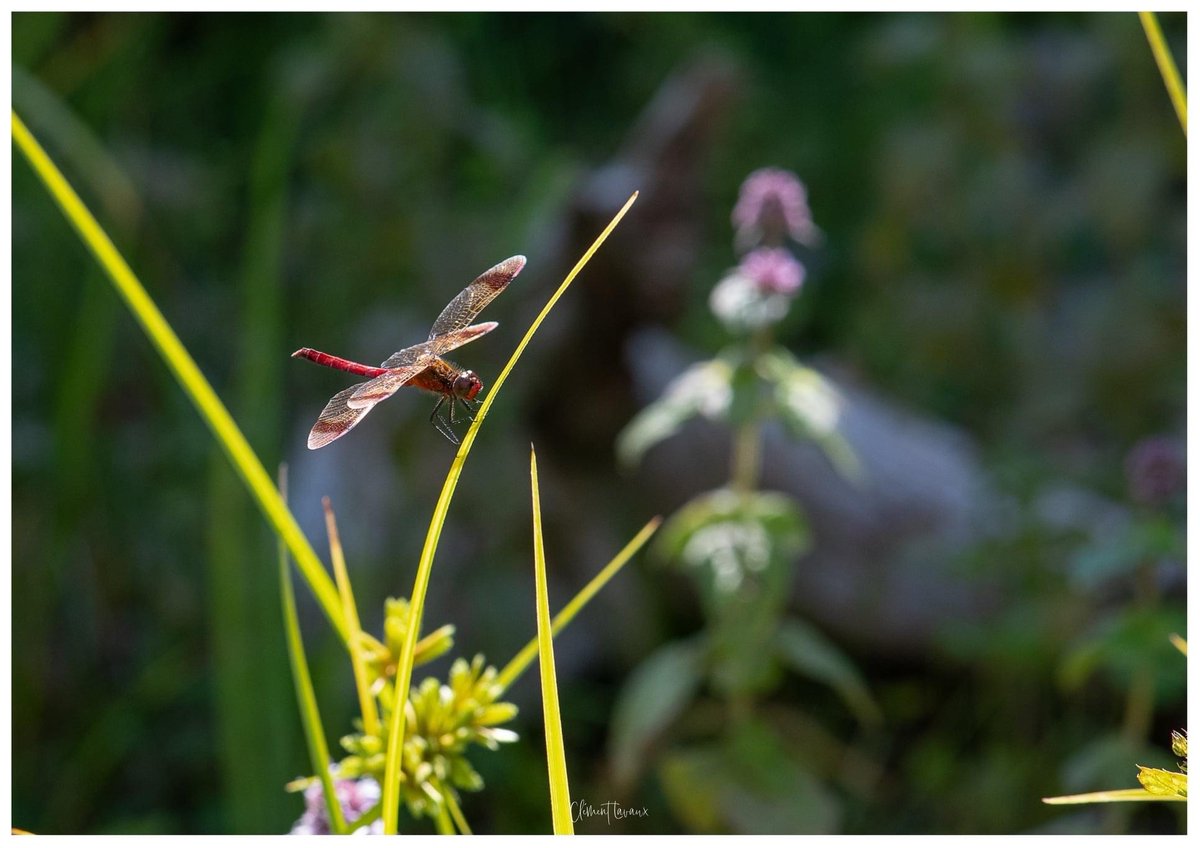 EDF Fessenheim tweet media