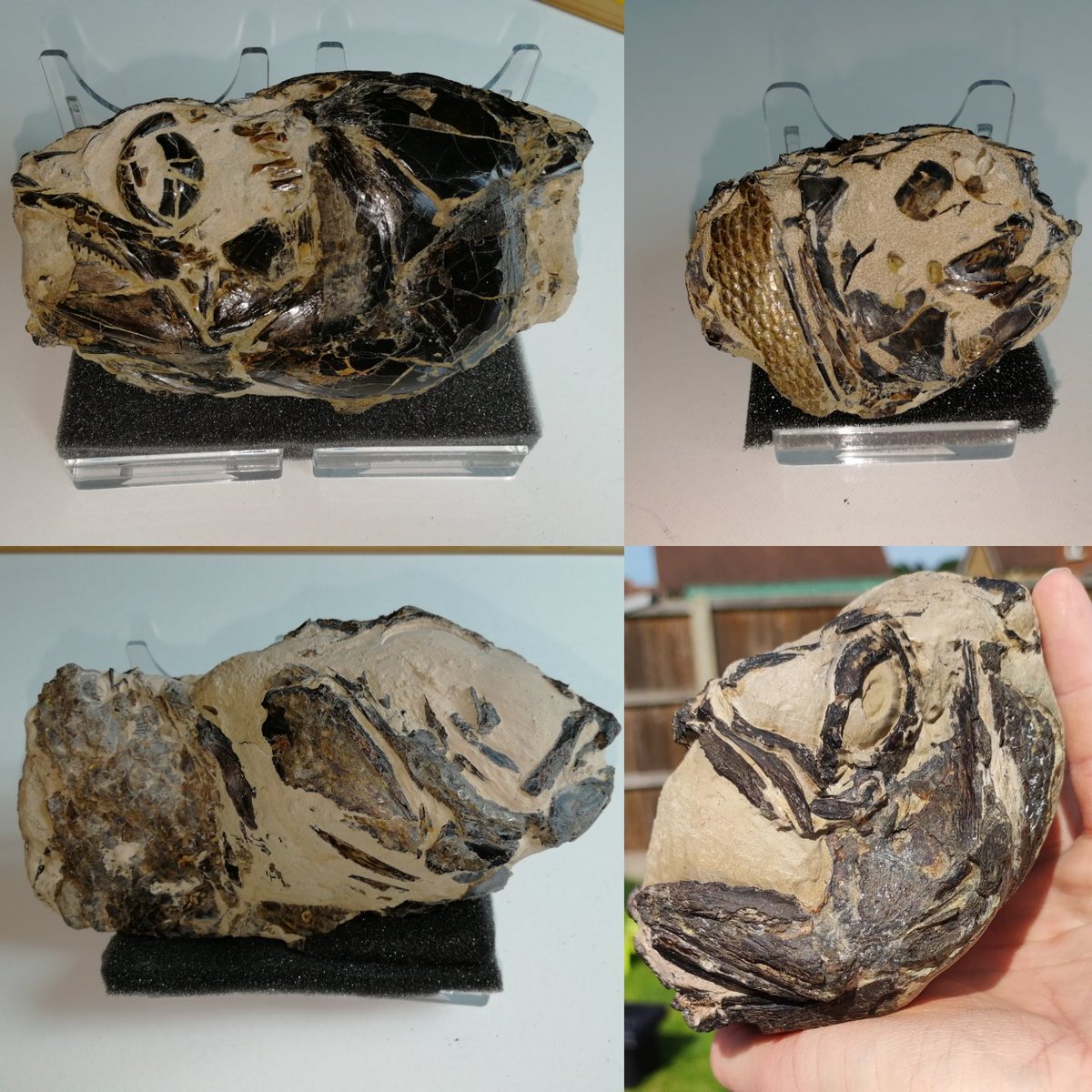 ForumFossil's tweet image. For #fossilfriday this week here are a selection of #londonclay #fishfossils from the #IsleofSheppey UK.