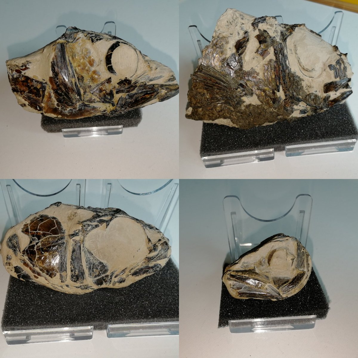 ForumFossil's tweet image. For #fossilfriday this week here are a selection of #londonclay #fishfossils from the #IsleofSheppey UK.