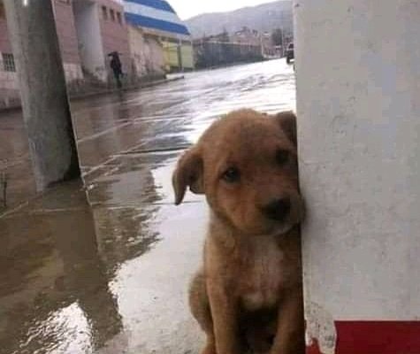 FiloProtector's tweet photo. "En un lugar bajo la lluvia siempre habrá un animal abandonado que me impedirá ser feliz"
En estos días de lluvia abre tu corazón y brindarles un espacio seco para que ellos puedan guarecerse 🥺🙏 https://t.co/yMghwnImDf