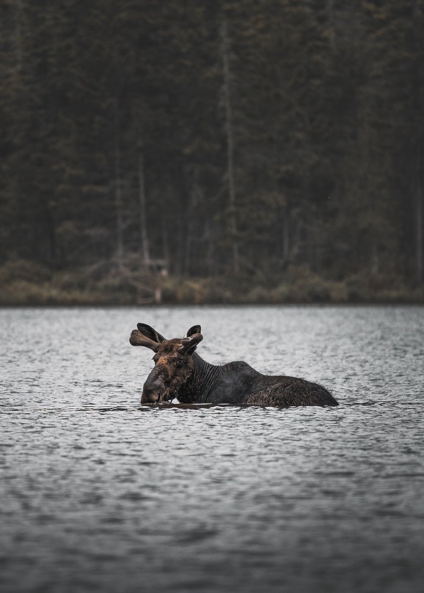 simonsomewhere's tweet photo. Bull moose enjoying some quiet solitude https://t.co/b6fl9vWqIv