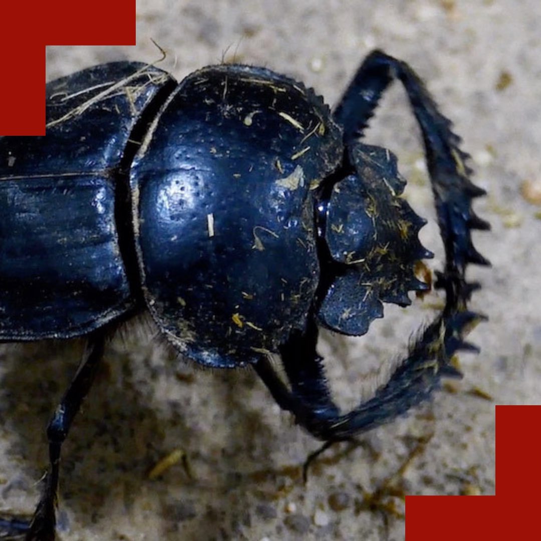 Wusstet ihr, wie wichtig #Dungkäfer für unsere #Umwelt sind? Wir sind zu Gast im #TiergartenNürnberg und erfahren vom #Zoodirektor so einiges über die fleißigen Tierchen! 🪲
Was sind eure Lieblingsinsekten? 🪲🐝
Hier könnt ihr euch das Video anschauen: frankensein.de/dungkaefer/🪲