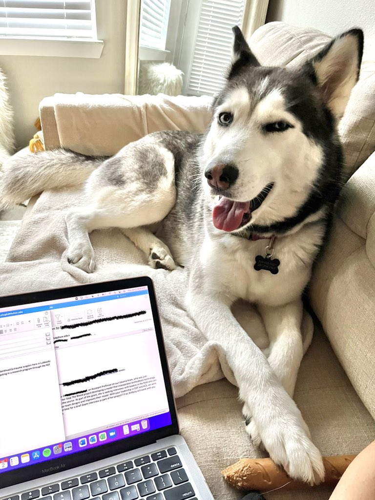 The ideal #wfh setup 🐾❤️