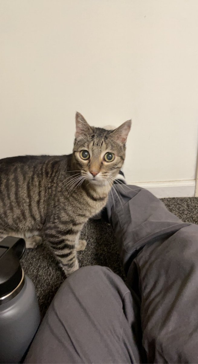 randallrex's tweet photo. Thank god I knew what apartment the baby girl belonged to; so I put her in the laundry room and had maintenance come open the door.
The kitty was so loving and purring on me the entire time. I think she needs a new home. #CatsOfTwitter #DecentHuman https://t.co/wfD8eJUpCk