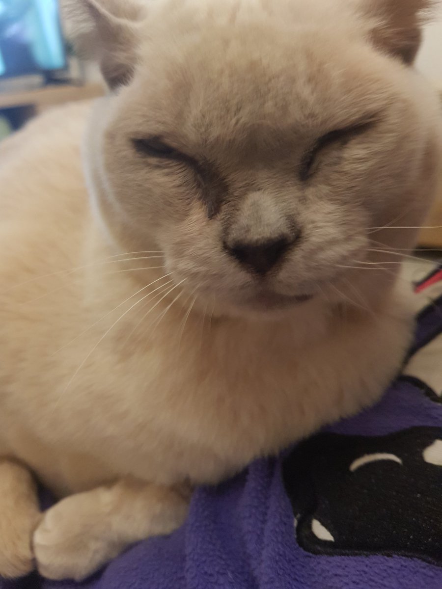 millyfromoz's tweet photo. I haven't been around for a few days and I'm sorry, but I have a bit of a story to tell. 
But first, today is my 15th Birdie Day ! 
🎈🎉🎁🎂🍤🍹🍗🥓🎈🎉🎈
Anyway, here's what happened, and it's good to be back ! ❤❤ https://t.co/huIhdI0Ee9