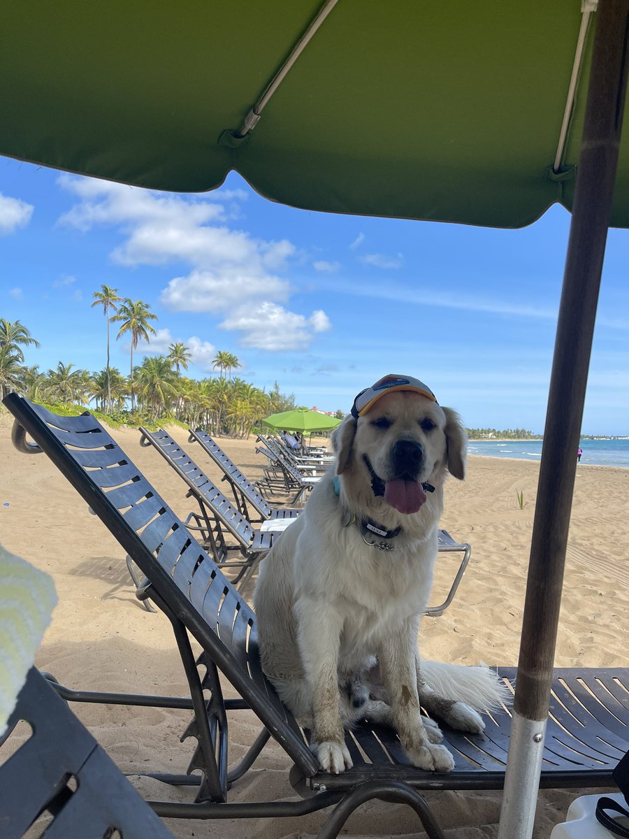servicedogyeti's tweet photo. Today is a day off! So, straight to the beach. #riomarpuertorico @WyndhamGrandRM https://t.co/cUSbGXaMCS
