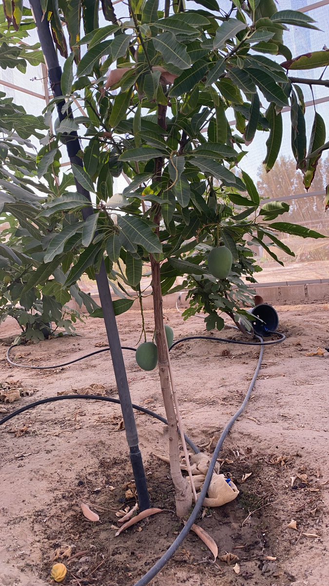 من انتاج المزرعه عسى الله يبارك لنا فيه