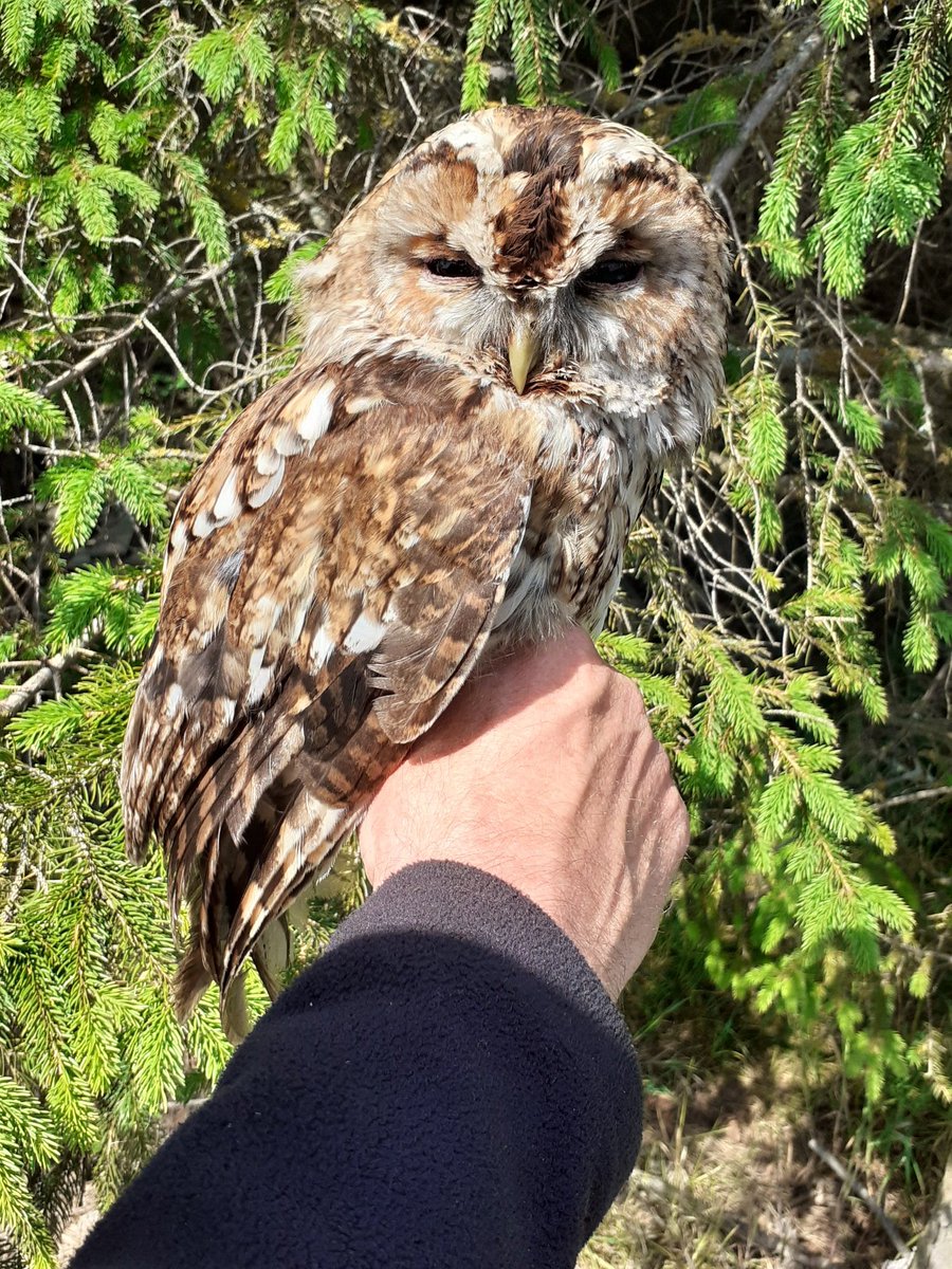 This mornings ringing resulted in 61 birds of 19 species. The highlights were this tawny owl, 6 kestrel chicks, a lapwing and 5 treecreeper.
