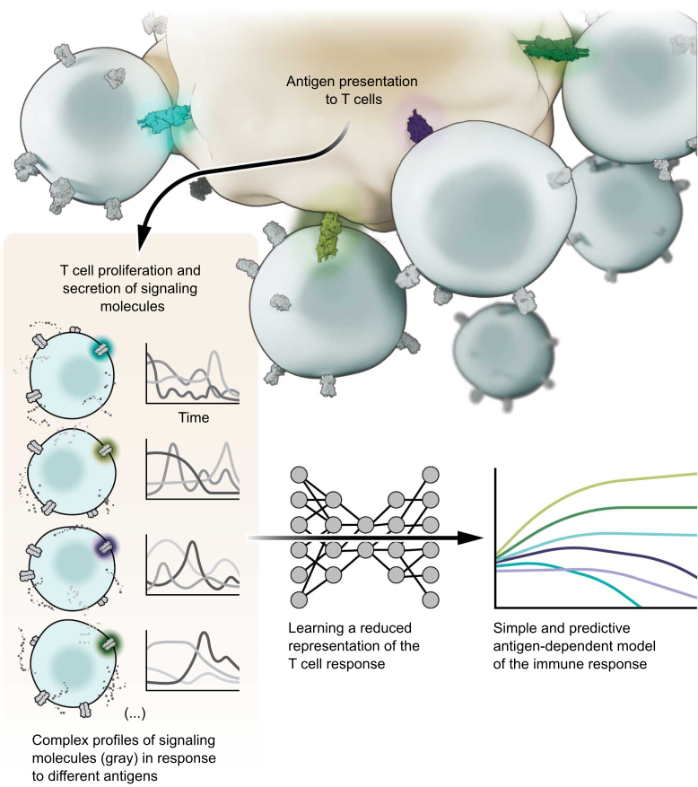 McGillScience's tweet photo. 📈@McGillUPhysics and @NCIResearchCtr researchers have used machine learning to better understand immune responses. Led by @p_r_francois and @g_altanbonnet, the breakthrough has implications for improving immunotherapies to treat cancer. https://t.co/Y9scL1FtMj https://t.co/dcojyxr42u