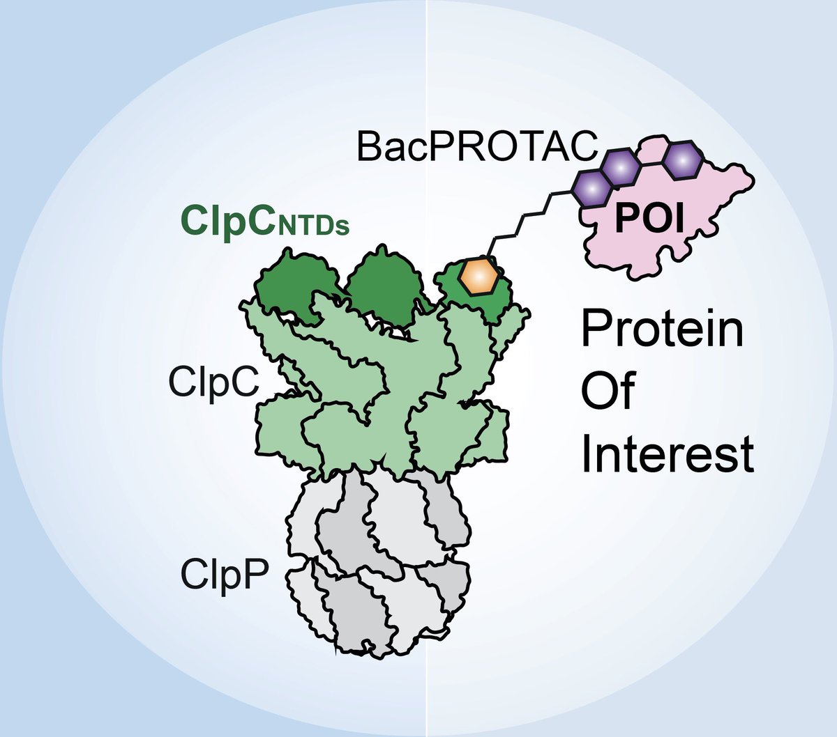 Delighted to finally share our work on BacPROTACs, published today <a href="/CellCellPress/">Cell</a>! We bring the PROTAC approach to the bacterial world, hijacking ClpCP proteolytic complexes to induce targeted protein degradation.
Read the full article here👇
authors.elsevier.com/sd/article/S00…