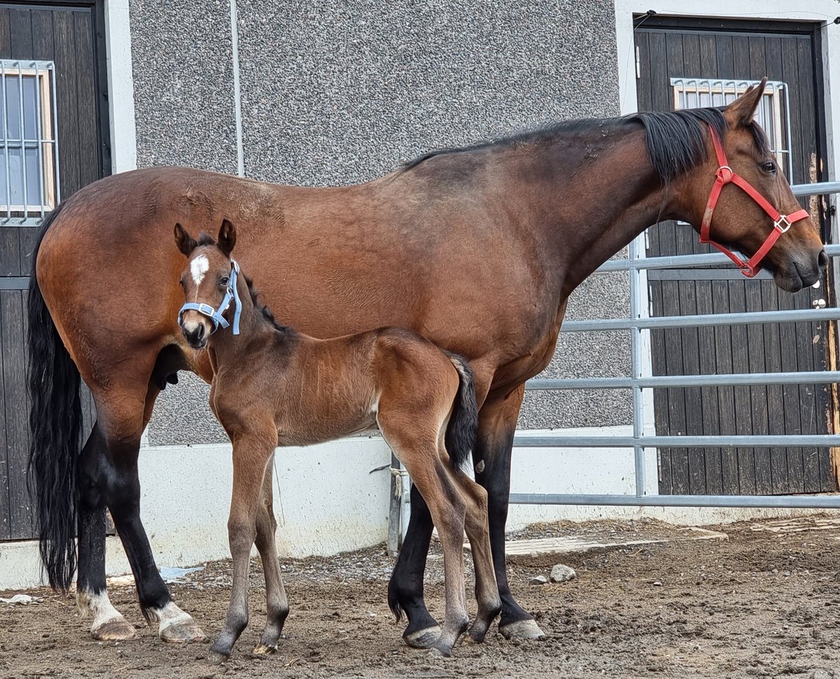 Meidän tämän vuoden varsa nro 2️⃣3️⃣💎 on 2.6. syntynyt orivarsa 
i. <a href="/BoldEagle_Trot/">🇫🇷𝙱𝙾𝙻𝙳 𝙴𝙰𝙶𝙻𝙴 ♞</a> 
e. Zora Kemp
ei. Majestic Son

Vielä olisi 4 varsomista tälle vuotta. Toivottavasti loputkin sujuvat hyvin 🙏
#hevoskasvatus #ravit