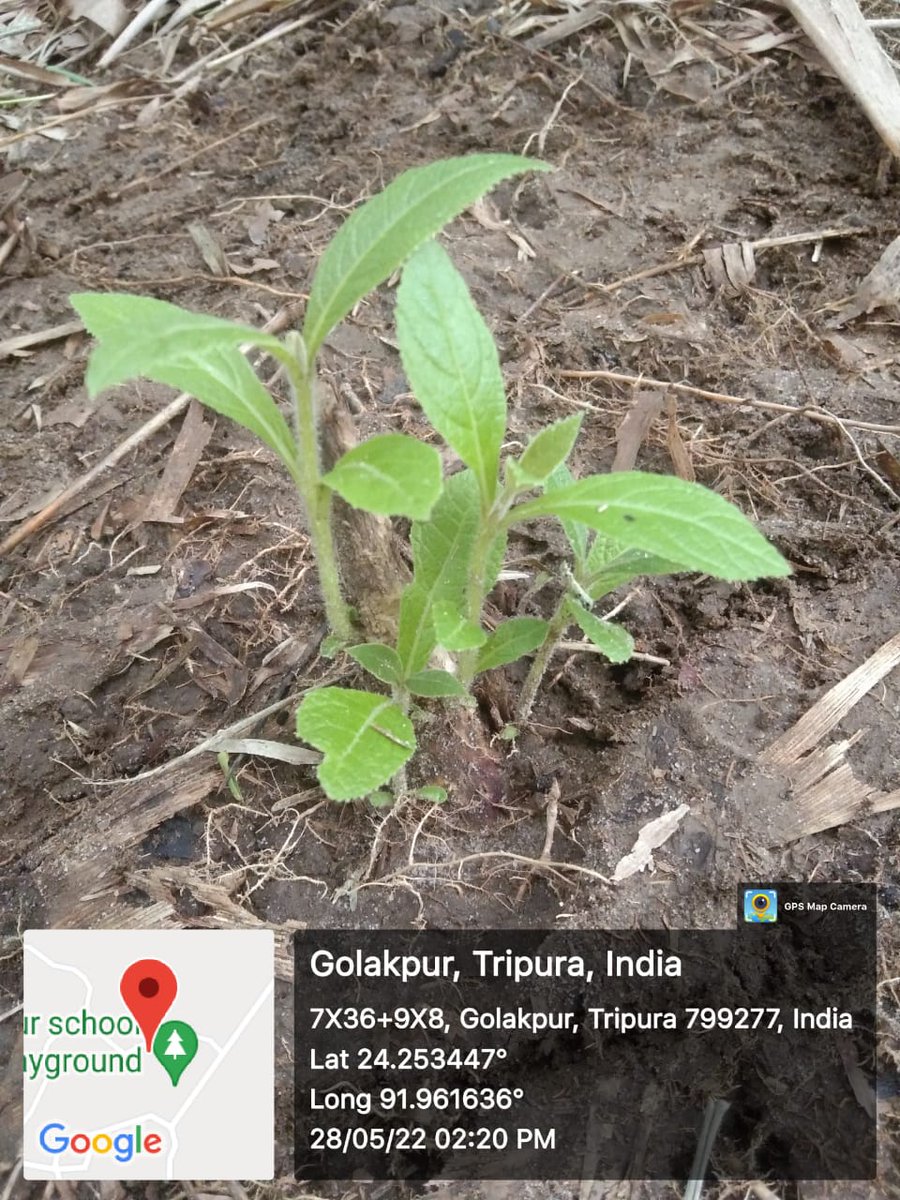 JicaTripura's tweet photo. Creation of Teak Plantation Management (TPM) for 10 ha at Rachiline JFMC under Dhanbilash beat of Chandipur Range in North Tripura District during 2022-23 FY.
@ForestTripura @tripura_cmo @ica_tripura @jica_direct_en https://t.co/UwYq2x2V3o