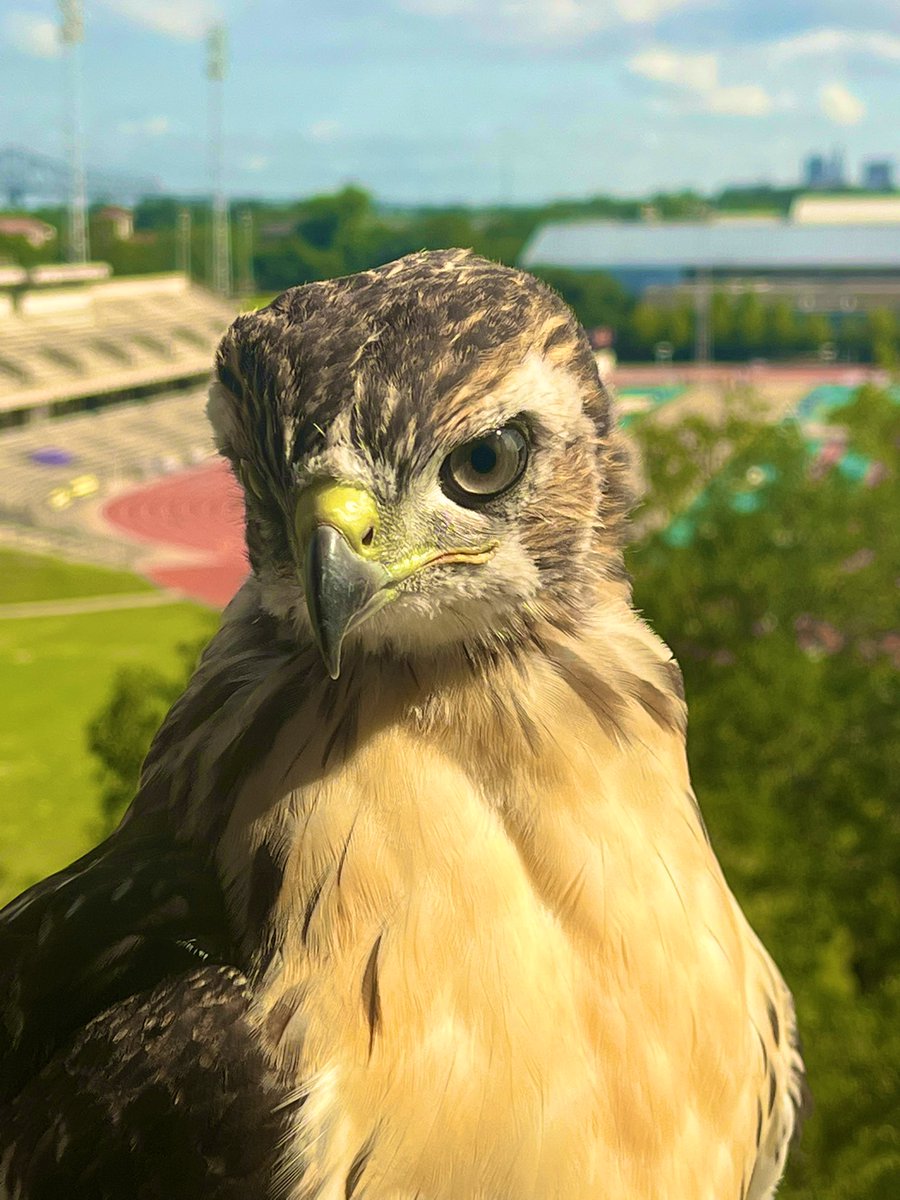 LSUBonnette's tweet photo. Happy Friday. Had a visitor on the ledge outside of my office this morning. Showed up during a zoom call so of course I took my zoom camera and the #LSUHawk joined the zoom call. #LSU https://t.co/63JrhulWq3