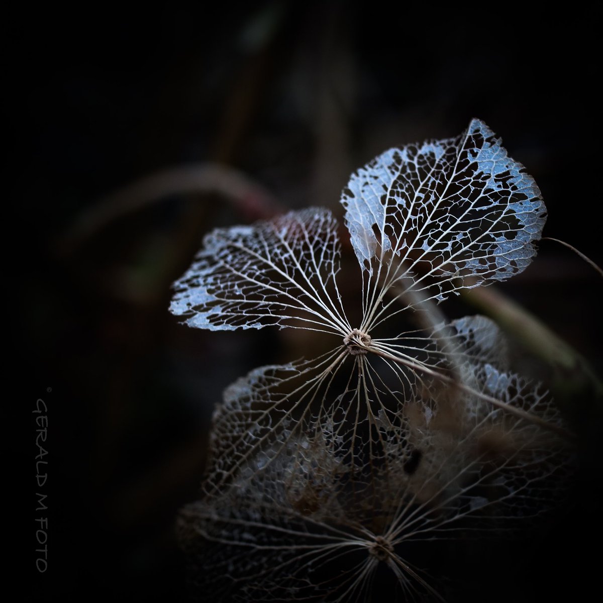 geraldmfoto's tweet photo. Fading #petals of #hydrangea for @Clr_Collective #colour_collective containing shades of #PlasterPink &amp; #OpalGrey #macrophotography #flowerphotography #saveourbees #connectwithnature #ThePhotoHour #MacroHour #wildflowerhour #FlowersOnFriday #TwitterNatureCommunity  @MacroHour https://t.co/LNBwN77tlB