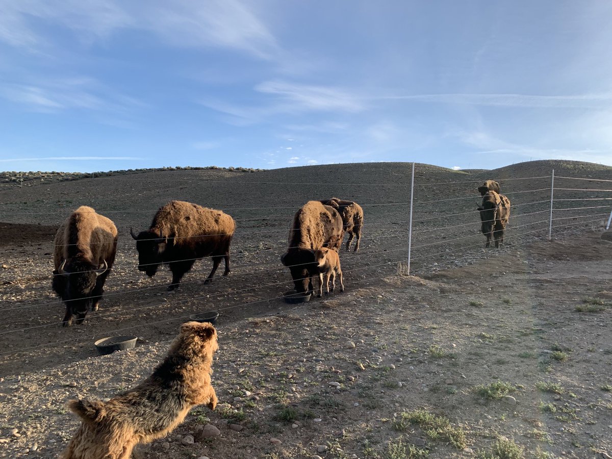 WyoBufGal's tweet photo. #furkidfriday #patthebuffalo #electricfences #gobuff #gowind #gosolar #gogreen https://t.co/mcnIjjzwtA