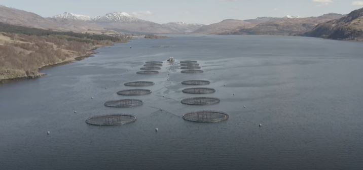Our film examines impacts of fish farming on wild fish youtu.be/DMXOv3eeO5Q <a href="/lochaberfish/">Lochaber Fisheries & Conservation Trust</a> <a href="/KFisheries/">Kyle Fisheries</a> <a href="/AyrshireRT/">Ayrshire Rivers Trust</a> <a href="/SalmonAlliance/">Missing Salmon Alliance</a>