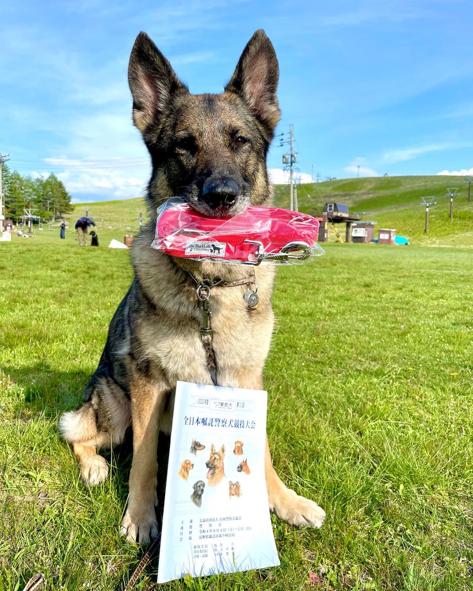 桜の御門　　P.D. 警察犬 プレート 日本警察犬協会 PD公式ステッカー シェパード | K-9 PLANET