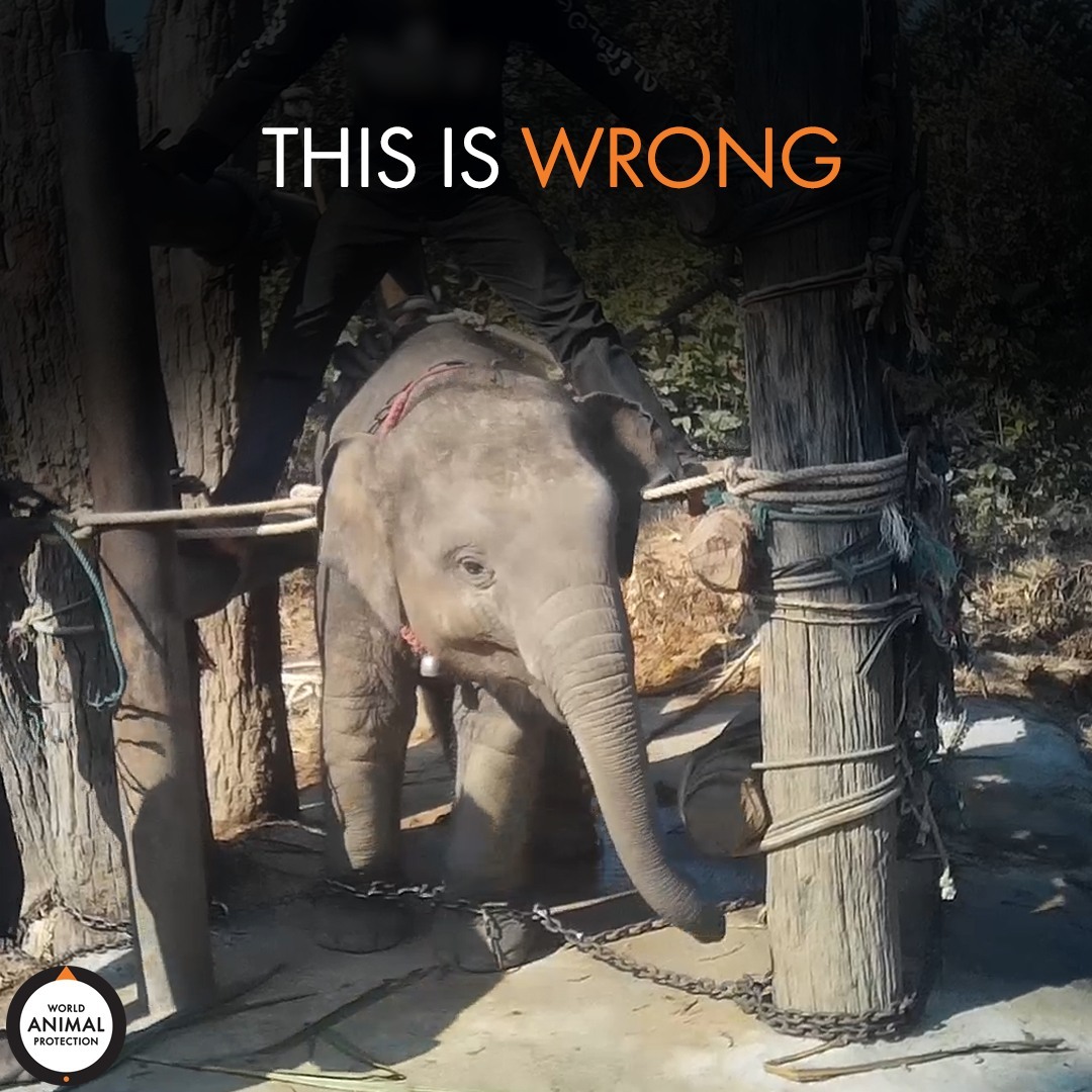 This is how baby elephants are trained to perform tricks. 🐘💔