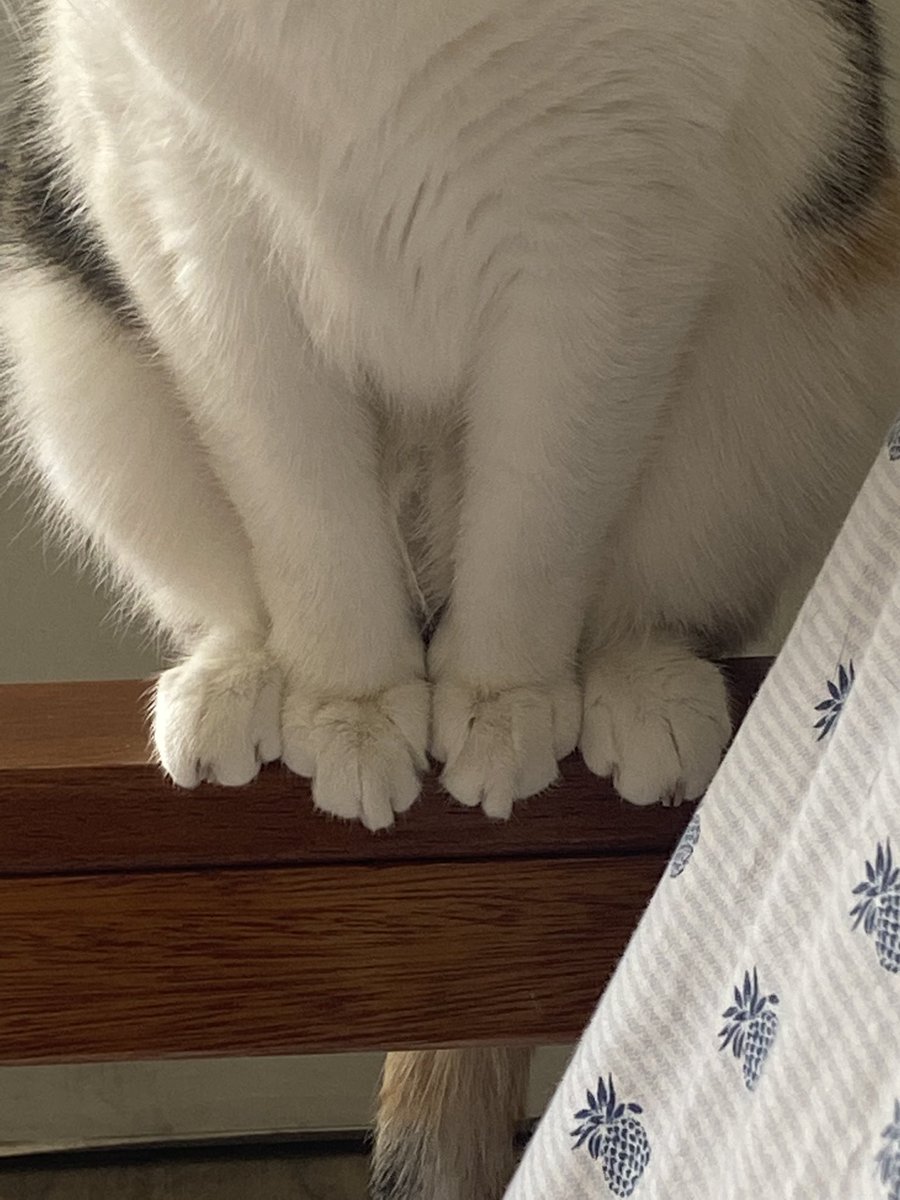 MoiraCalicoCat's tweet photo. One might say I have ✨toes✨ https://t.co/Sm5mq7YFSj