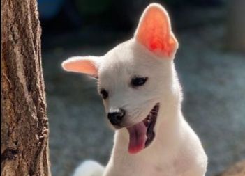 ICVS Animal Hospital tweet media