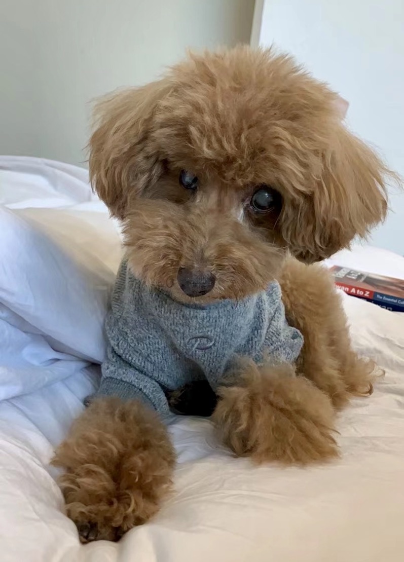 ICVS Animal Hospital tweet media