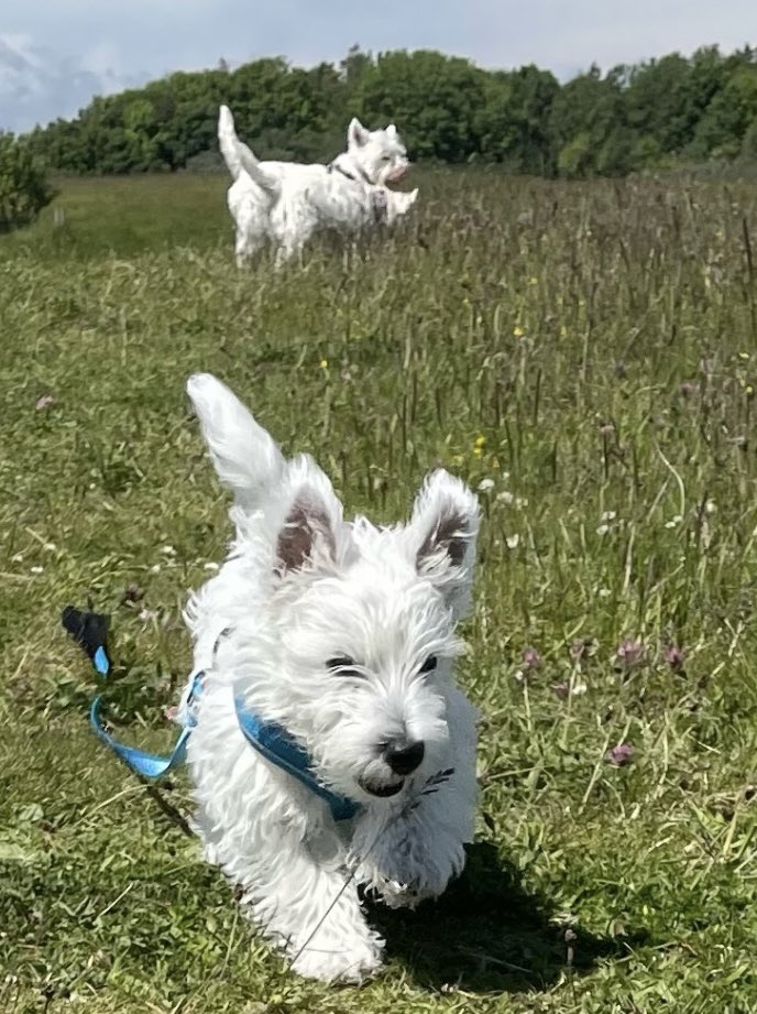 driseborough's tweet photo. He’s finally allowed out with his brother and sister.🐶🐶🐶😍#hemish #westies #angus #maggie https://t.co/thHjv7uUoa