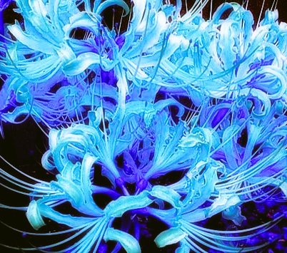 青い彼岸花のtwitterイラスト検索結果 古い順