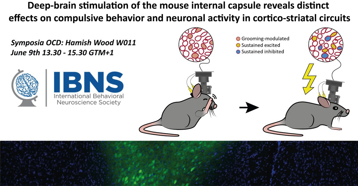 Excited to present our latest work on DBS in OCD <a href="/IBNSconnect/">IBNS</a>! Team effort of <a href="/_the_ing/">WilluhnLab</a>, <a href="/aishu1803/">Aishu Parthasarathy</a>, &amp; more. For those going to #IBNS2022, stop by Thursday 13:30 BST to hear <a href="/DrLizzieManning/">Lizzie Manning</a>, <a href="/eburguiere/">Eric Burguiere</a>, <a href="/DrAmyMilton/">Prof Amy Milton</a>, Christiane Schreiweis, and I talk about OCD-like mice!