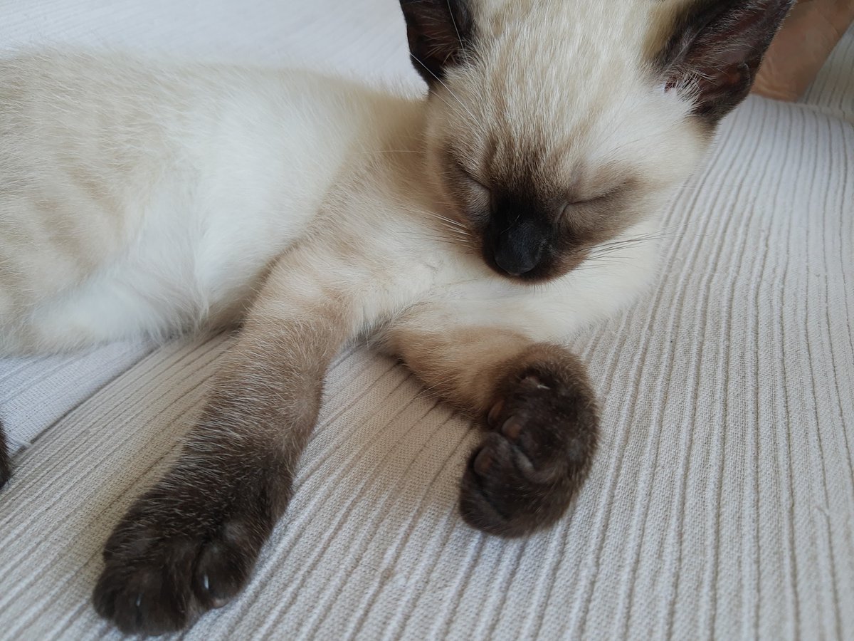 daniel_julia's tweet photo. Hem adoptat aquests dos #mixets https://t.co/QnmE1xyrVi