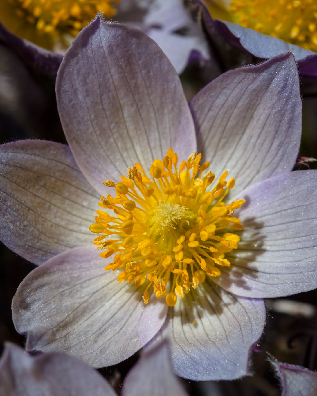 Yellowstone National Park on Twitter "Yellowstone is home to 1,160