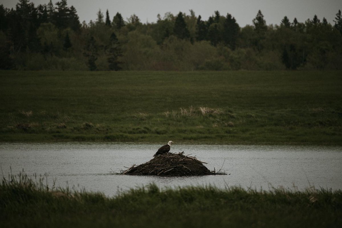 vicandreozzi's tweet photo. Hey, it’s an eagle 🦅 • #nikonphotography #birdphotography @NikonUSA https://t.co/8aumUtlxOI