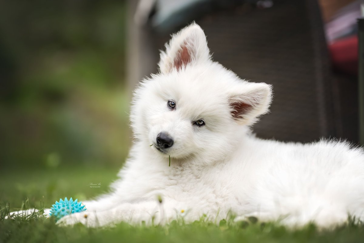 Twoforestpaws tweet media