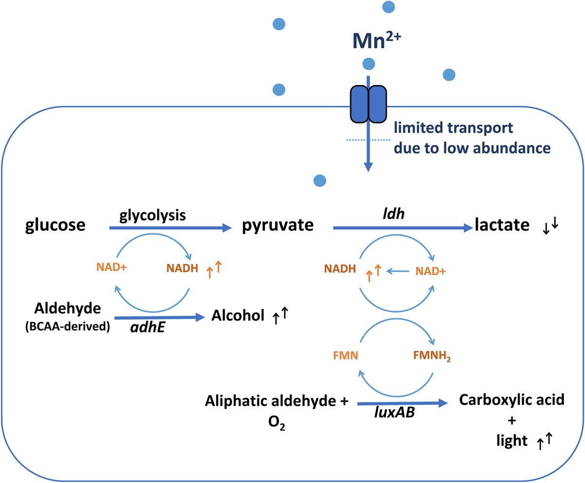 Microbiology Spectrum (@journalspectrum) on Twitter photo Manganese has a major, redox mediated impact on acidification, culturability and volatile metabolite formation of non-growing lactococci. This might be applicable to environmental conditions and dairy fermentation. <a href="/HerwigBachmann/">Herwig Bachmann</a> journals.asm.org/doi/10.1128/sp⦠Manganese has a major, redox mediated impact on acidification, culturability and volatile metabolite formation of non-growing lactococci. This might be applicable to environmental conditions and dairy fermentation. <a href="/HerwigBachmann/">Herwig Bachmann</a> journals.asm.org/doi/10.1128/spā¦