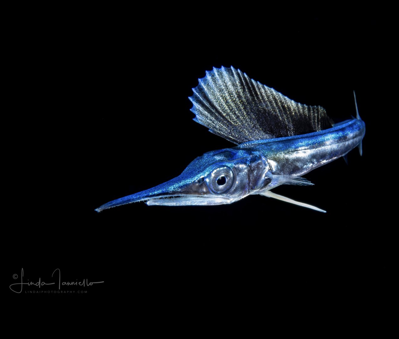 High Seas Science on X: We interpret your important scrolling to remind  you that baby sailfish look like tiny versions of adult sailfish even  though they're only a few cm long. Baby