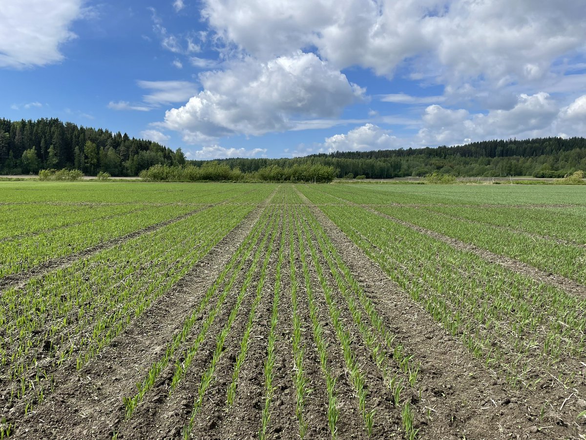 liespuu's tweet photo. Static long-term #phosphorus_trials in spring barley and spring wheat look pretty good. Four P rates, four varieties. #N_uptake monitoring #PUE #NUE #soil_nutrient_fertility #YaraKotkaniemi #Finland https://t.co/DkbdO4nGdP