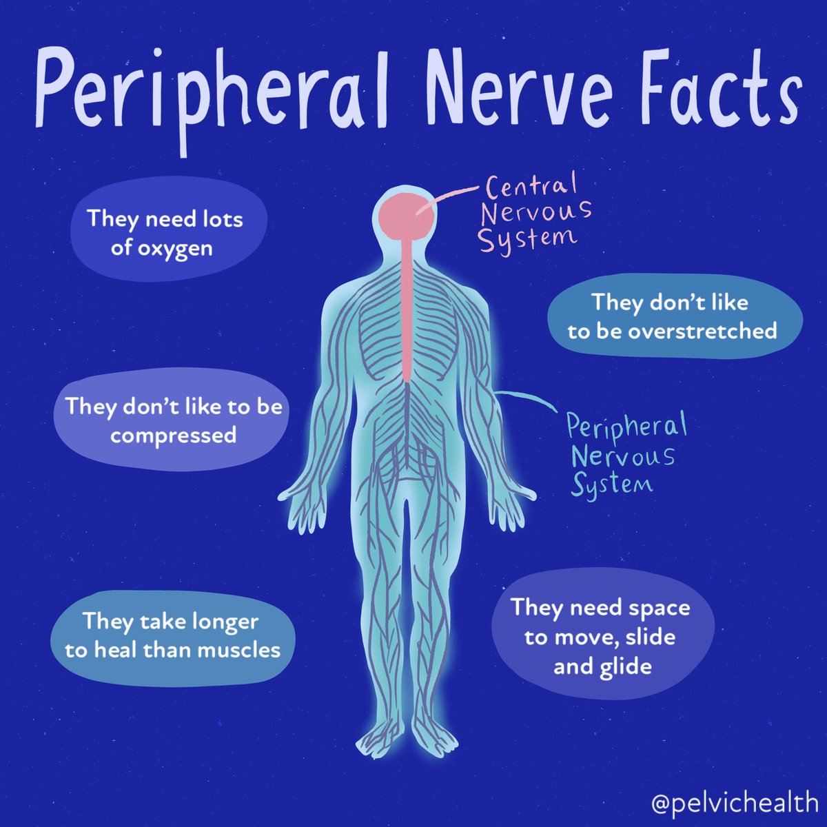 Let's talk Peripheral Nerve Facts today ▶️ Peripheral nerves are greedy with oxygen! They need more oxygen than other somatic structures in the body comparatively.

#pelvichealth #centralnervoussystem #pelvicfloor #peripheralnerves #medicalfacts #nervepain #chronicpain