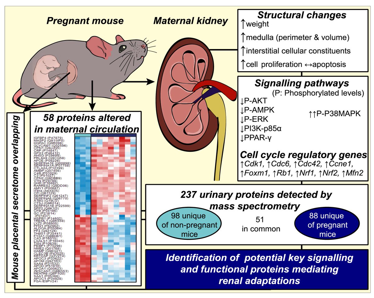How does the kidney adapt in response to gestation?

Big thanks to all coauthors from <a href="/IMS_MRL/">Inst Metabolic Science-Metabolic Research Labs</a> <a href="/VeterinariaUCM/">FVeterinariaUCM</a> @CTR_Cambridge <a href="/PDN_Cambridge/">PDN Cambridge</a> <a href="/Cam_Repro/">Cambridge Reproduction</a> for helping us to answer this important biological question!

Check out our latest paper in <a href="/IJMS_MDPI/">IJMS MDPI</a>
mdpi.com/1662970