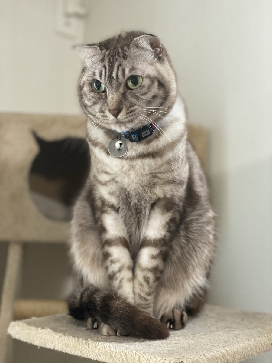猫叉@SCP-02 █████-JP tweet media